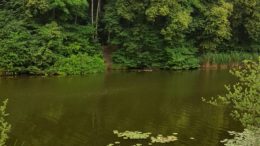 Wasser und Bäume: der Elster-Saale Kanal am Bienitz