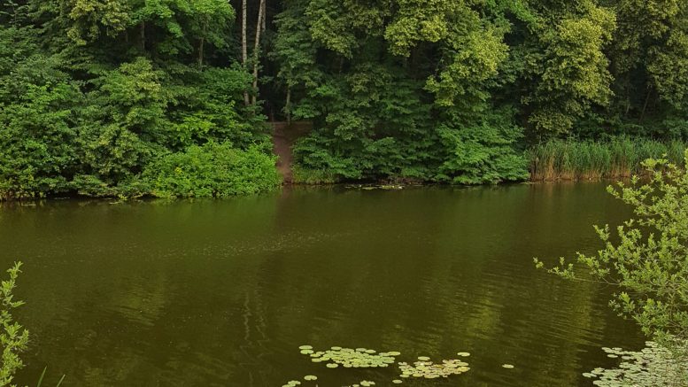 Wasser und Bäume: der Elster-Saale Kanal am Bienitz