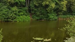 Wasser und Bäume: der Elster-Saale Kanal am Bienitz