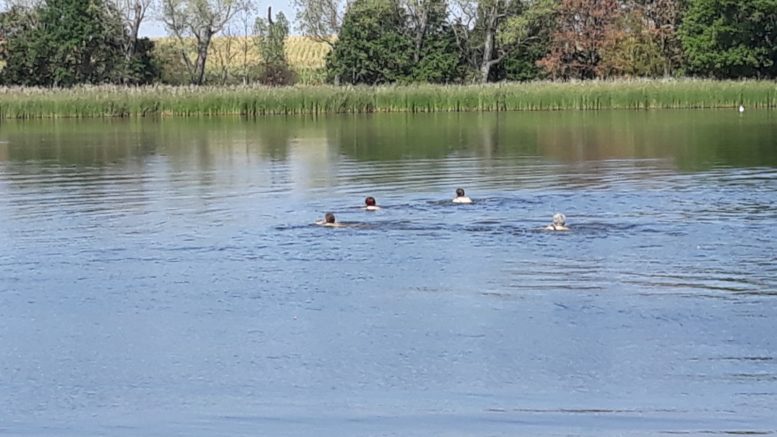 Leute baden im Saalweidenteich Lübschütz.